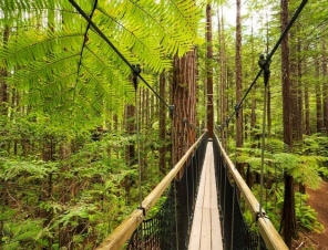 Redwood Forest Tree walk 5